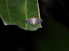 Rhimphaliodes macrostigma