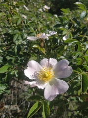 Rosa balsamica