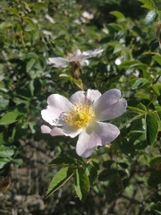 Rosa balsamica
