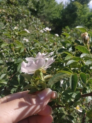 Rosa balsamica