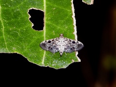 Rhimphaliodes macrostigma