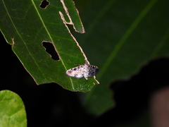 Rhimphaliodes macrostigma