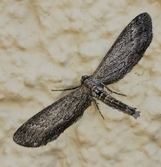 Glaucina interruptaria
