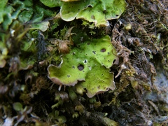 Solorina saccata