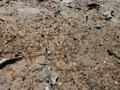 Utricularia spruceana