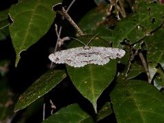 Ophthalmitis