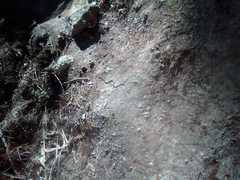 Pliocercus elapoides