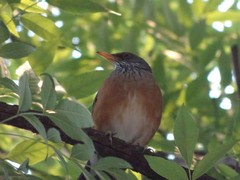 Turdus rufopalliatus