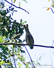 Falconiformes