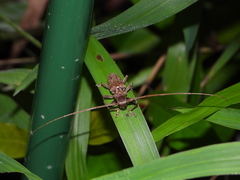 Acalolepta rusticatrix