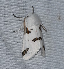 Euerythra trimaculata