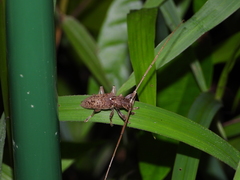 Acalolepta rusticatrix