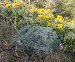 Lomatium columbianum