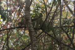 Heliosciurus undulatus