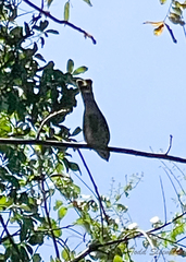 Falconiformes