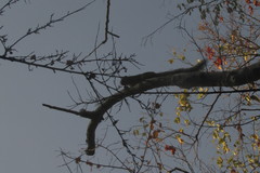 Heliosciurus undulatus