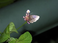 Adrapsa geometroides