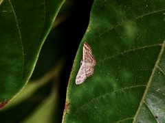 Lophophleps phoenicoptera