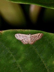 Lophophleps phoenicoptera