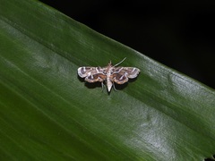 Cymoriza