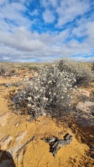 Helichrysum zeyheri