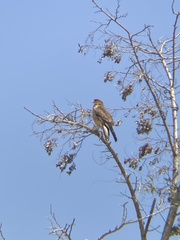 Daptrius chimango chimango