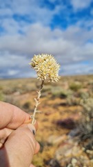 Helichrysum zeyheri