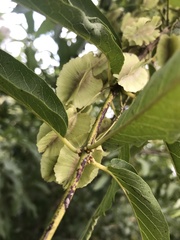 Combretum elaeagnoides
