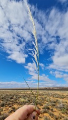 Stipagrostis ciliata