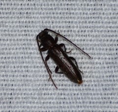 Geropa concolor