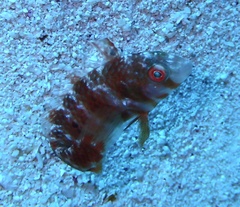 Xyrichtys splendens