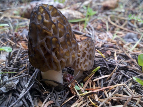 Natural Black Morel