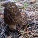 Morchella snyderi - Photo (c) Toby Esthay, some rights reserved (CC BY-NC), uploaded by Toby Esthay