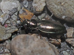 Bembidion pygmaeum