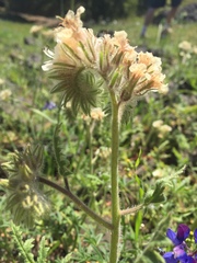 Phacelia egena