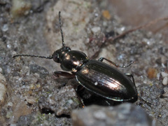 Bembidion pygmaeum