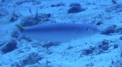 Malacanthus plumieri