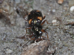 Bembidion quadrimaculatum