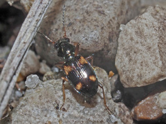 Bembidion quadrimaculatum
