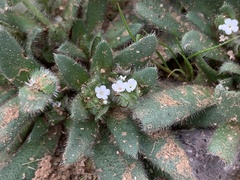 Plagiobothrys arizonicus