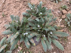 Plagiobothrys arizonicus