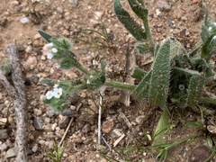 Plagiobothrys arizonicus