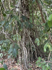 Morisonia americana