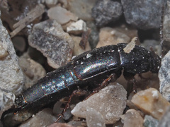 Tachinus laticollis