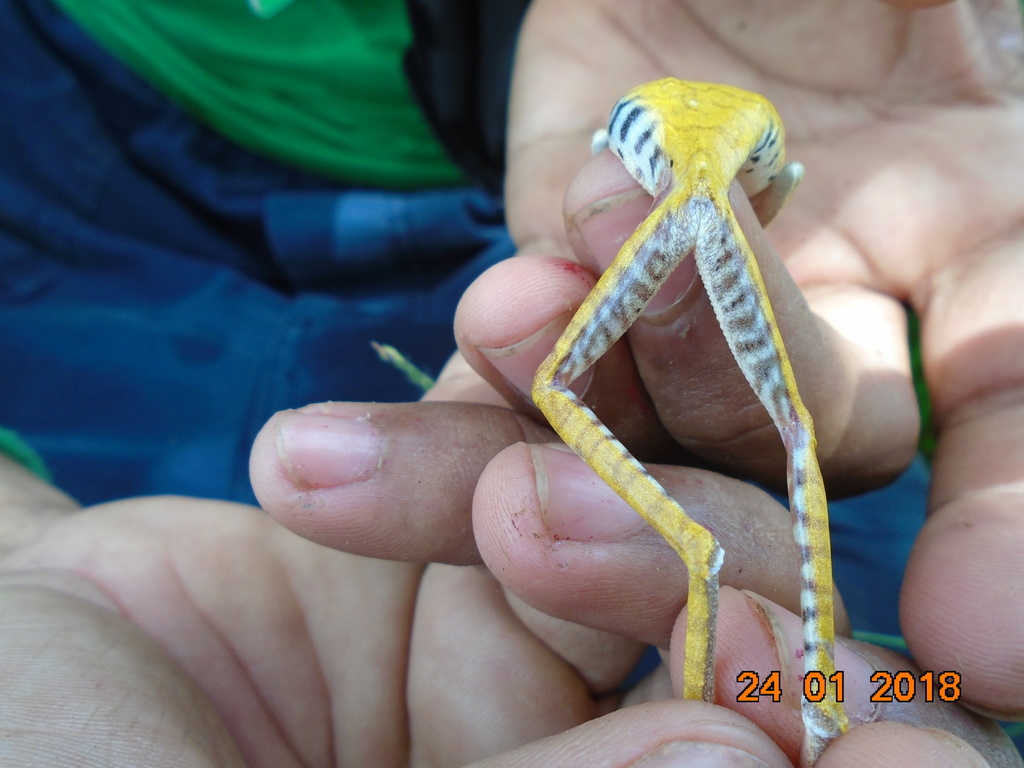 Map Treefrog