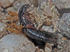 Tachinus laticollis