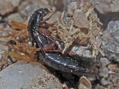 Tachinus laticollis
