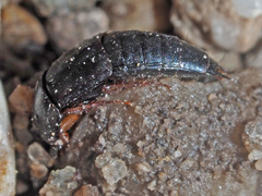 Tachinus laticollis