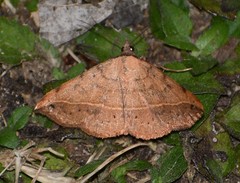 Hemeroplanis floccalis