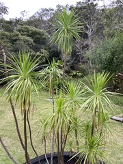 Pleomele aurea